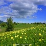 Prin Ținutul Buzăului: Dealul cu Lilieci Cernătești și Platoul Meledic