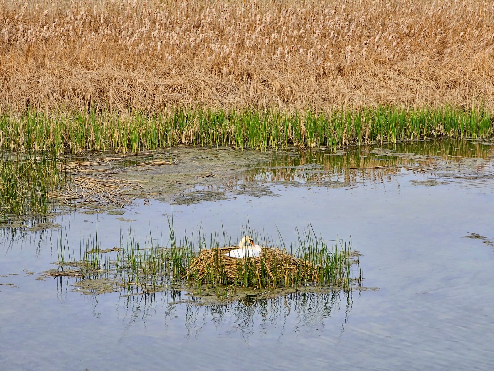 rezervatii naturale vrancea