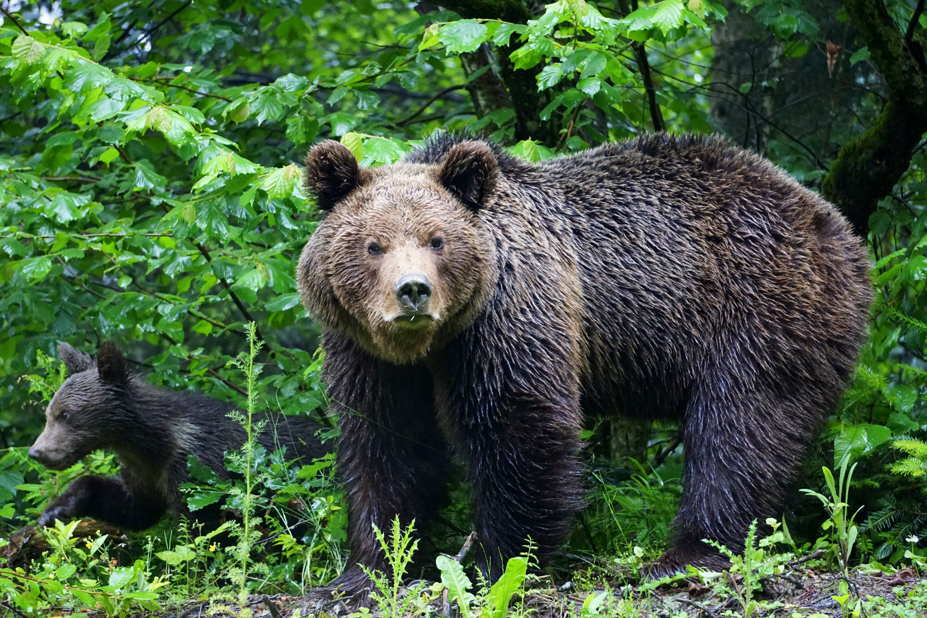 rezervatii naturale vrancea