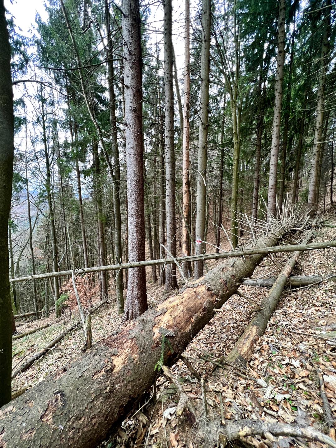 sezatoarea lupilor
