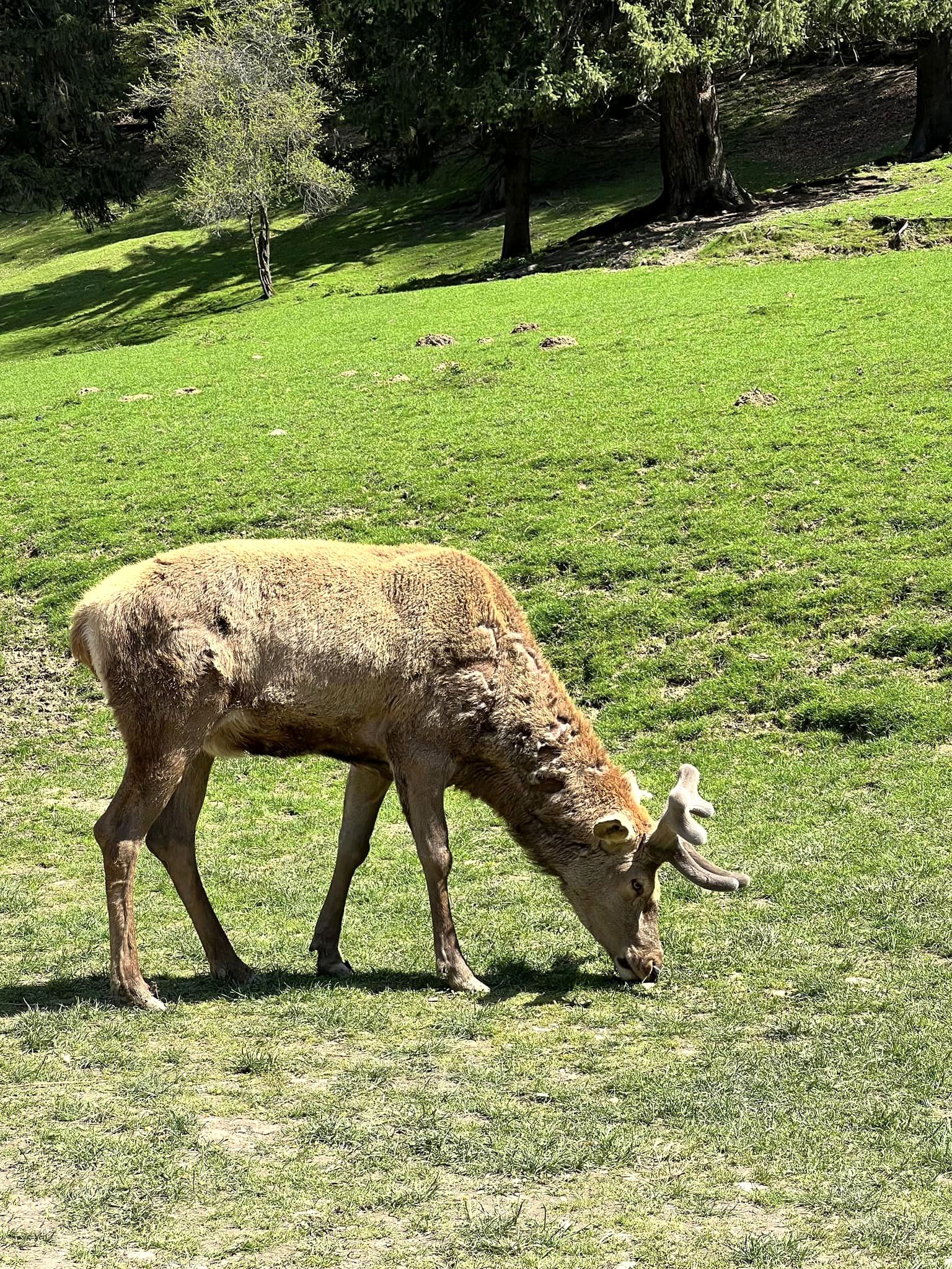 poiana neamțului - ferma de cerbi si ciute