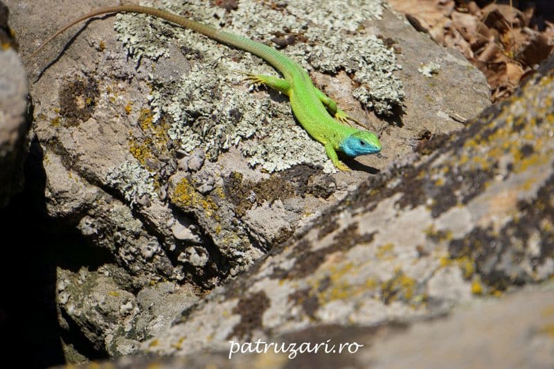 vf. tutuiatu