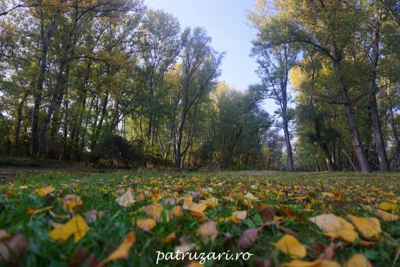 toamna vrancea