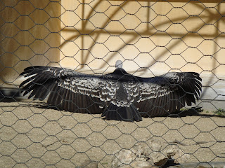 gradina zoologica roma