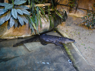 gradina zoologica roma