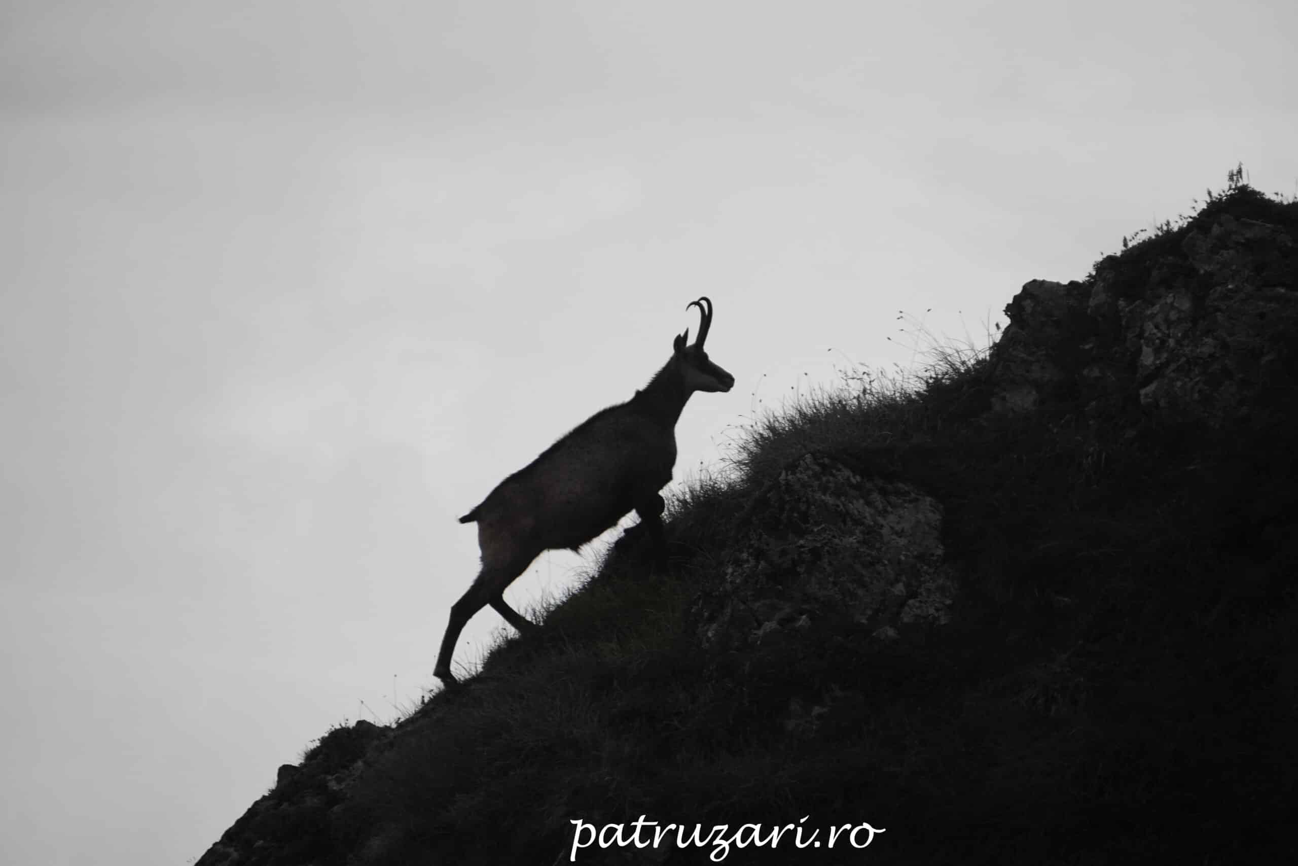 rasarit pe munte