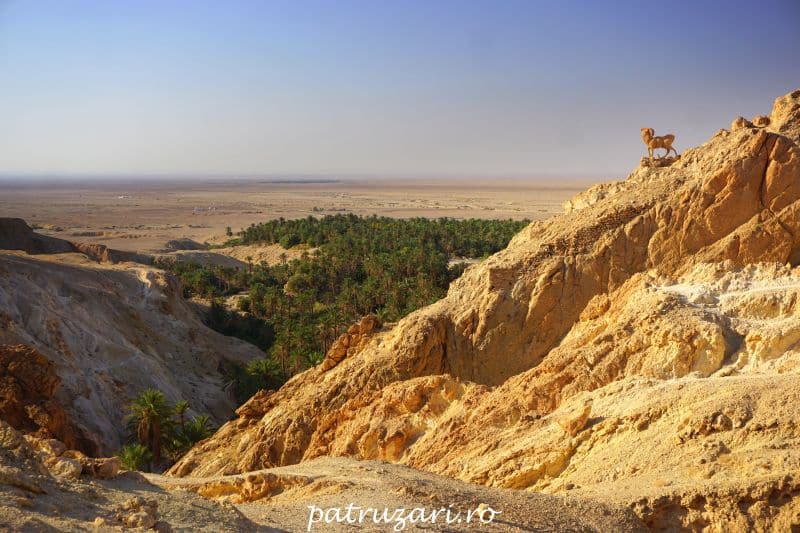 excursii optionale tunisia