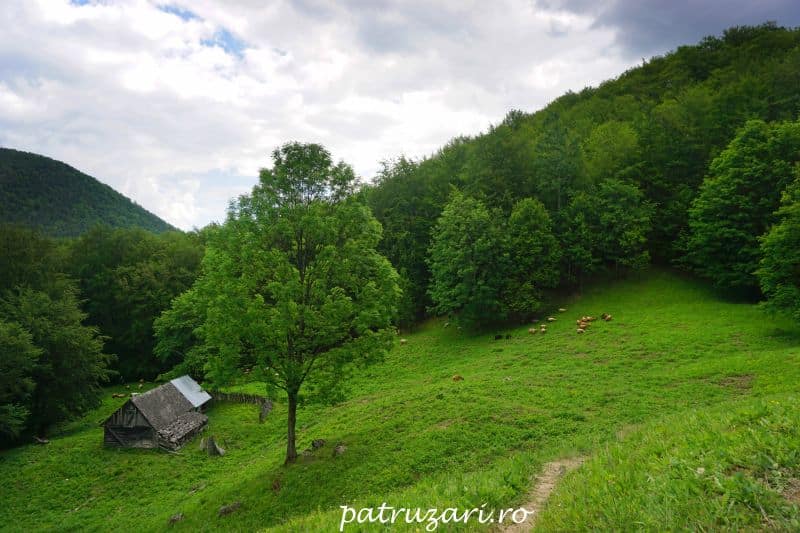 turnurile cozei