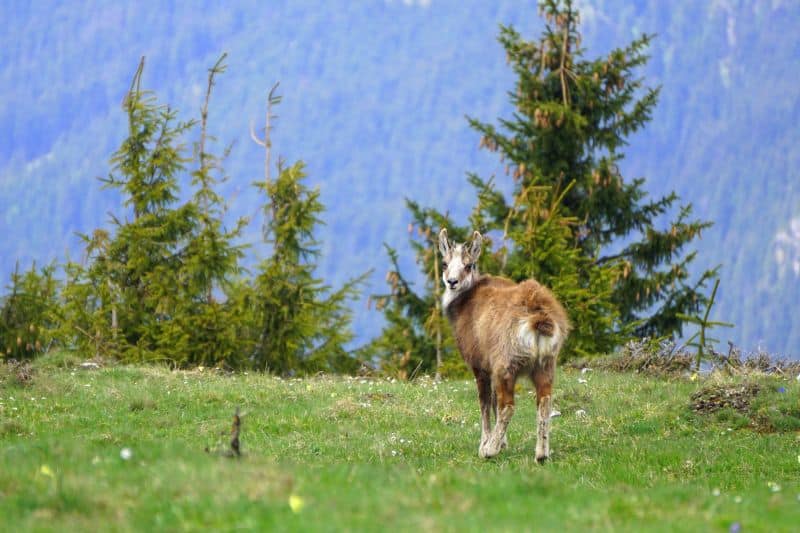 Traseu Piatra Singuratică - Vf. Hășmașul Mare