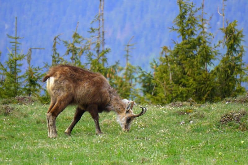 Traseu Piatra Singuratică - Vf. Hășmașul Mare