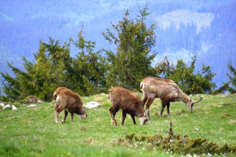 Traseu Piatra Singuratică - Vf. Hășmașul Mare