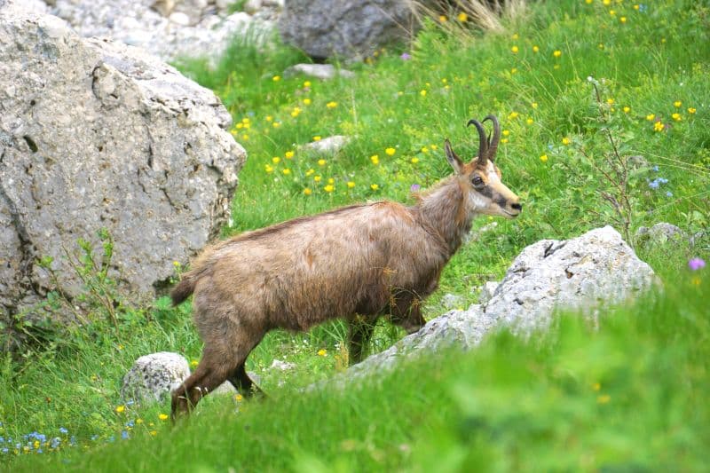 valea malaiesti