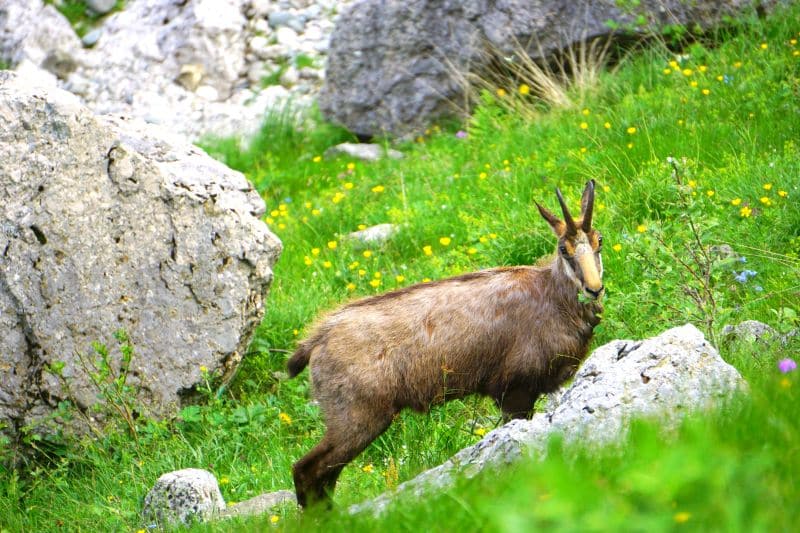 valea malaiesti