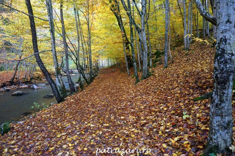 cheile varghisului