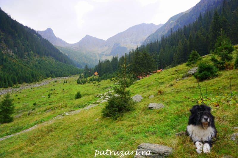 tara fagarasului