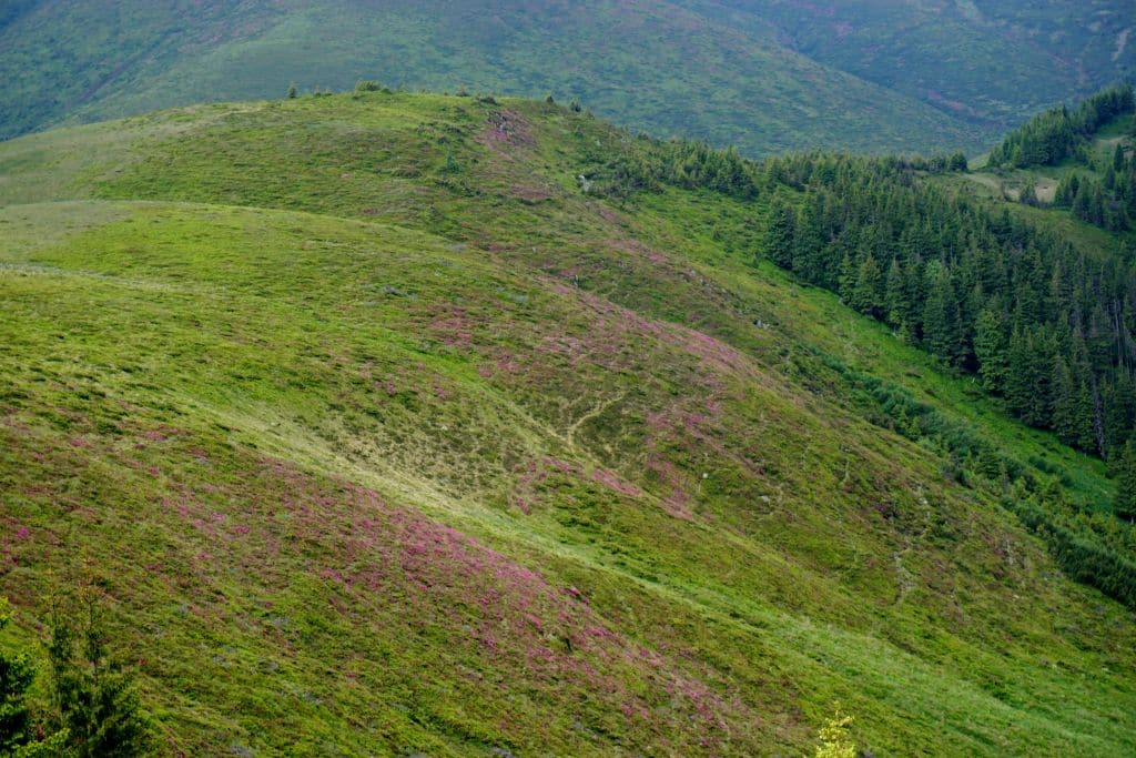rhododendron