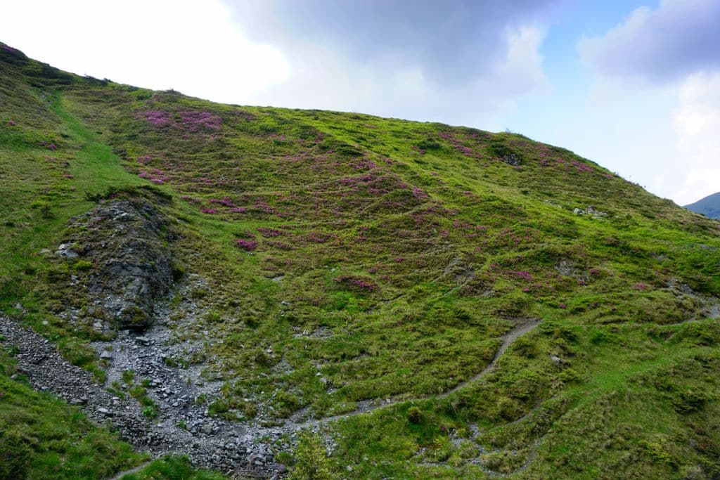 rhododendron