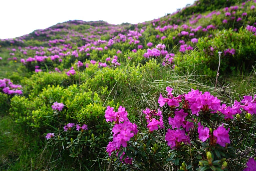 rhododendron
