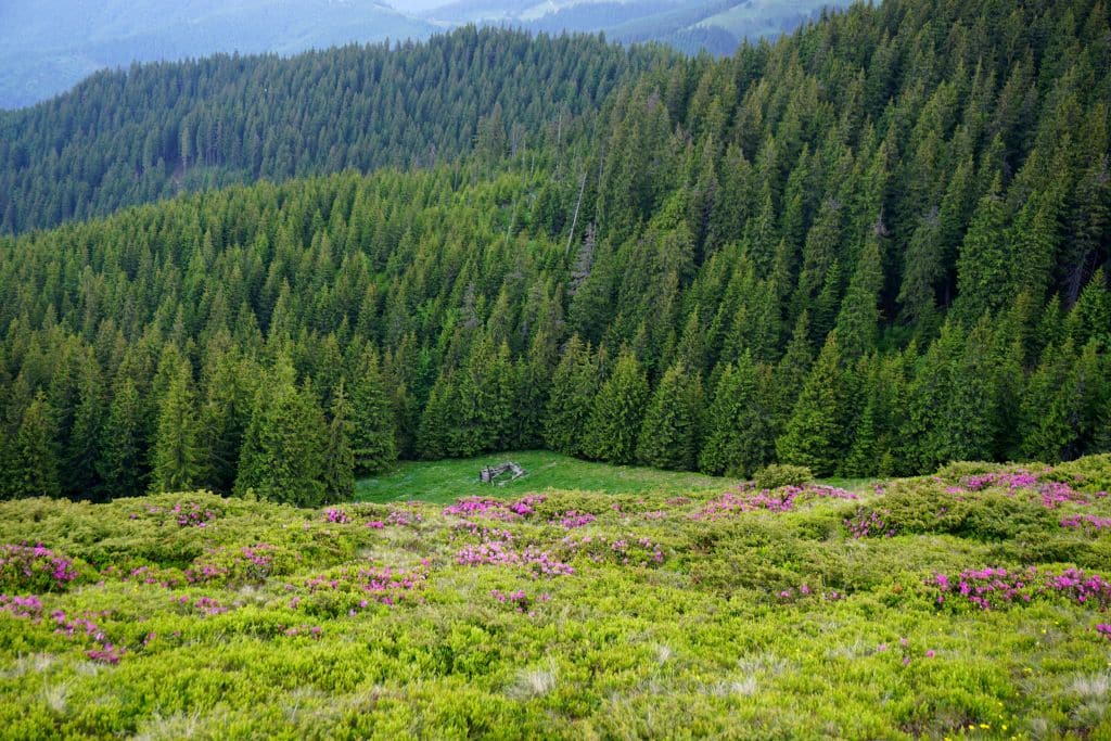 rhododendron
