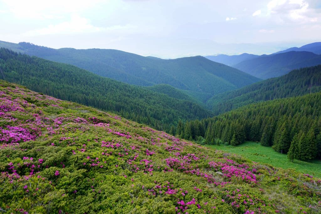 rhododendron