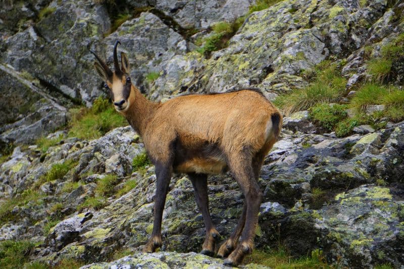 lacuri naturale romania