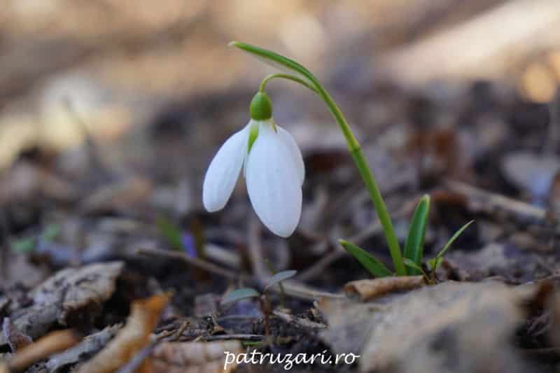 ghiocei macin