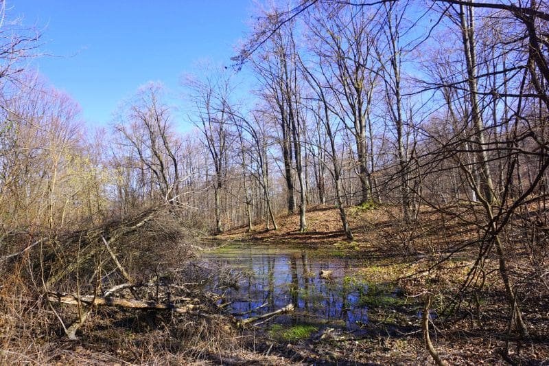rezervatii naturale vrancea