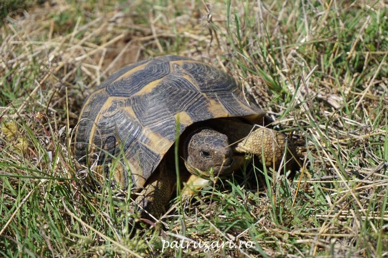 testoasa dobrogeana