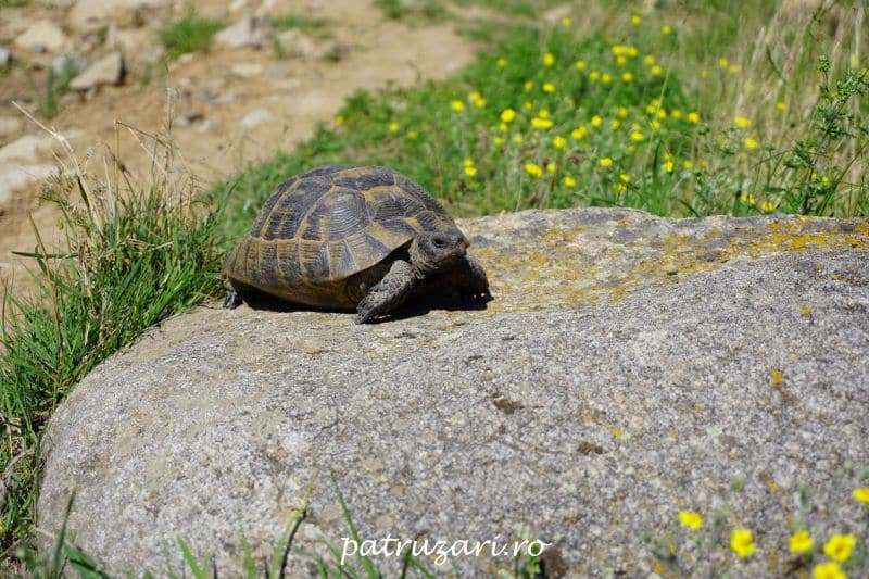 testoasa dobrogeana