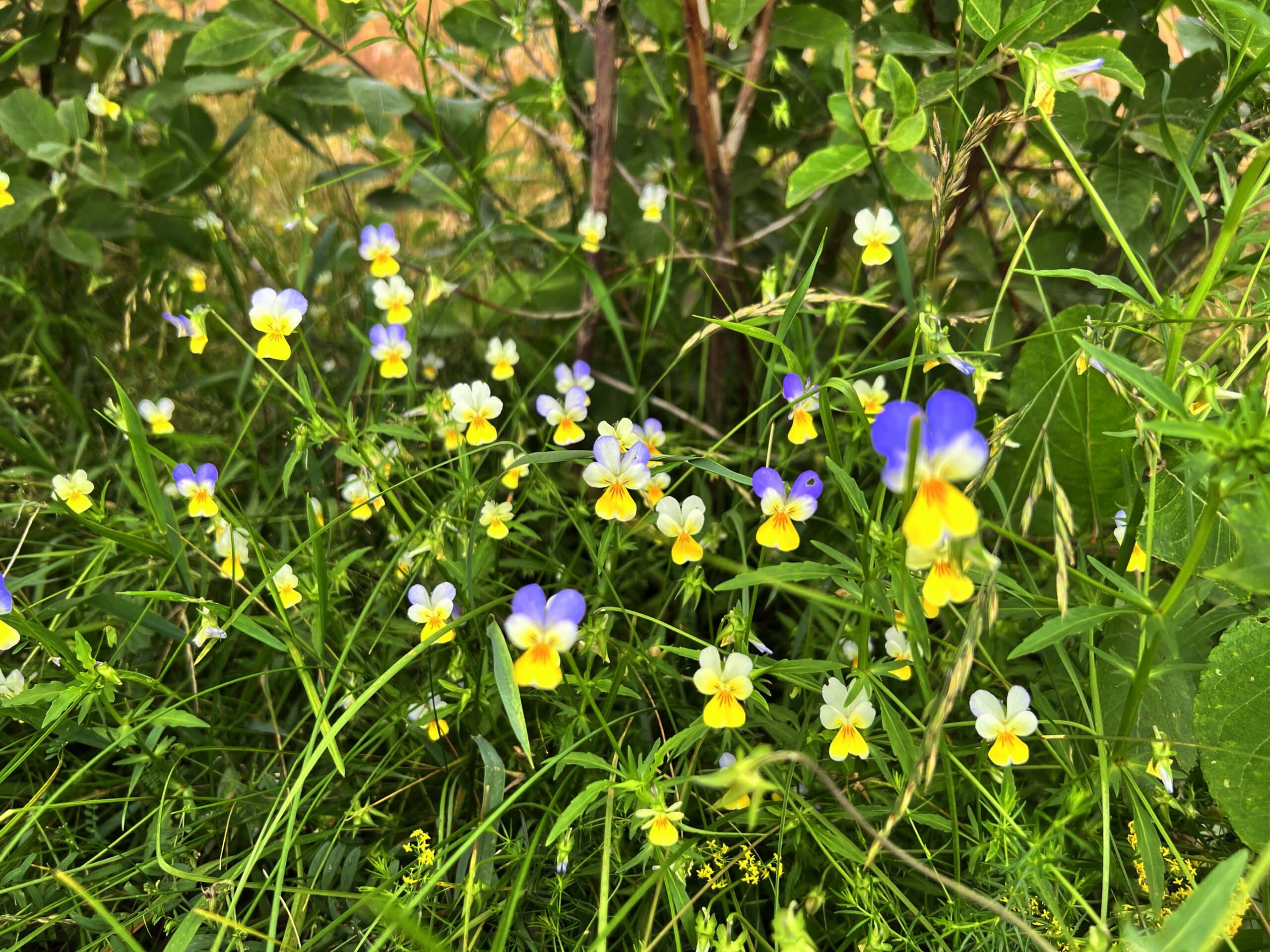 fereastra holbav