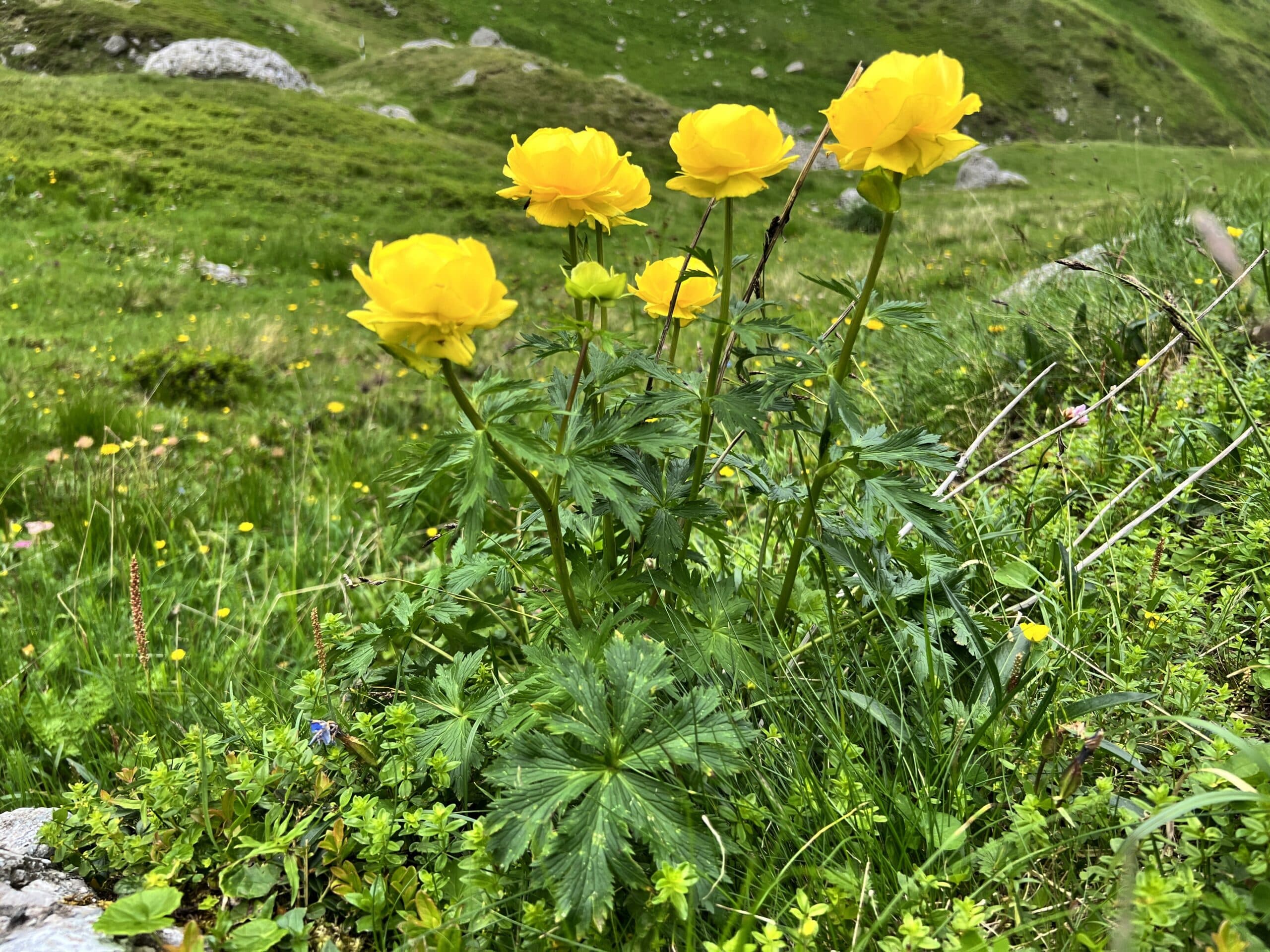 valea malaiesti