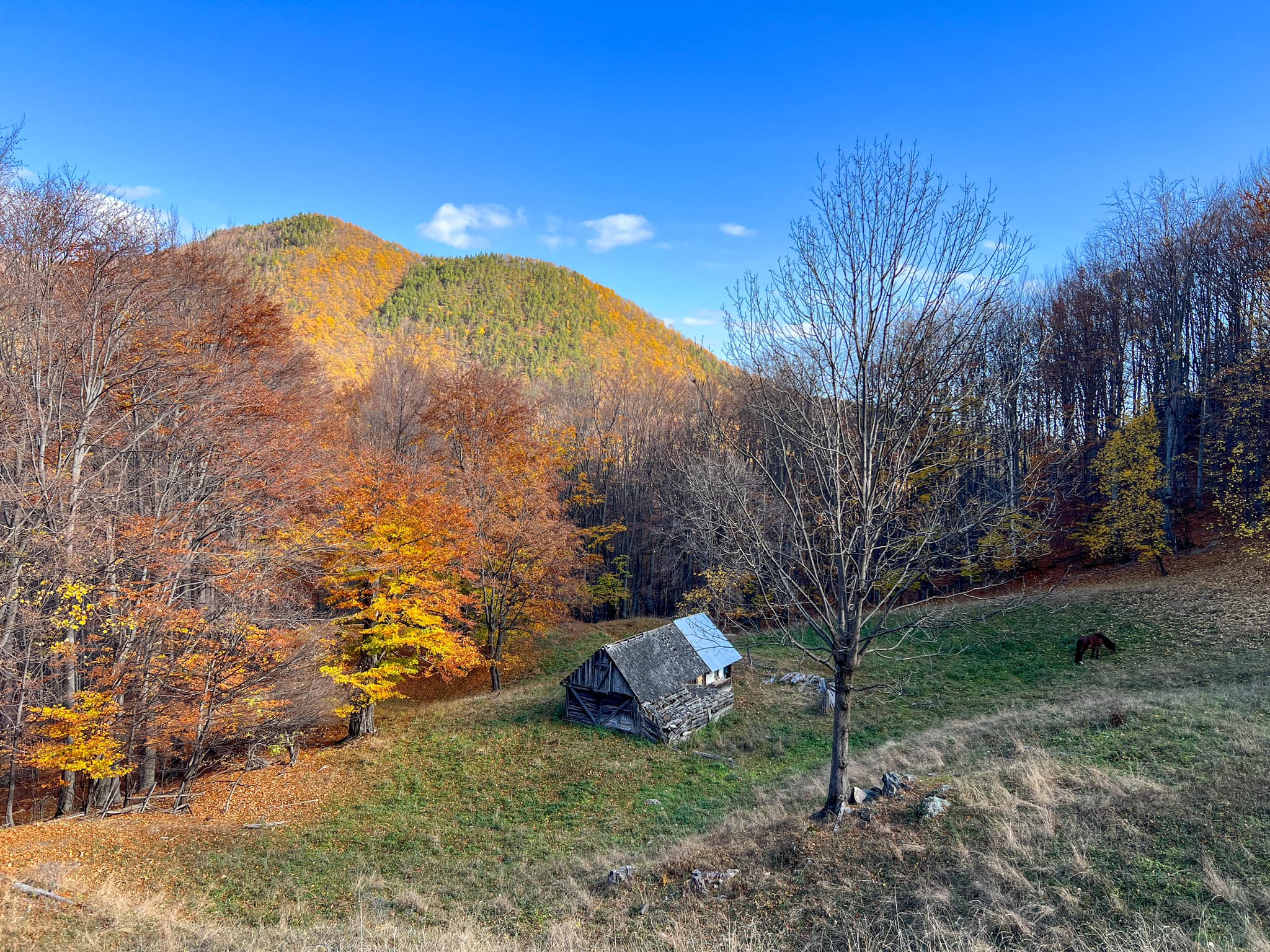 toamna vrancea